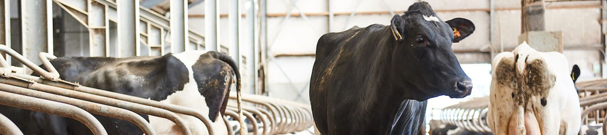 koeien in melkveestal aeres farms aeres hogeschool dronten