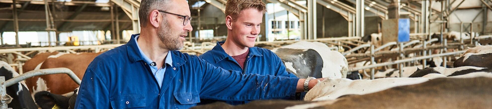 Student krijgt uitleg van docent over veehouderij en koeien in de stal van Aeres Farms