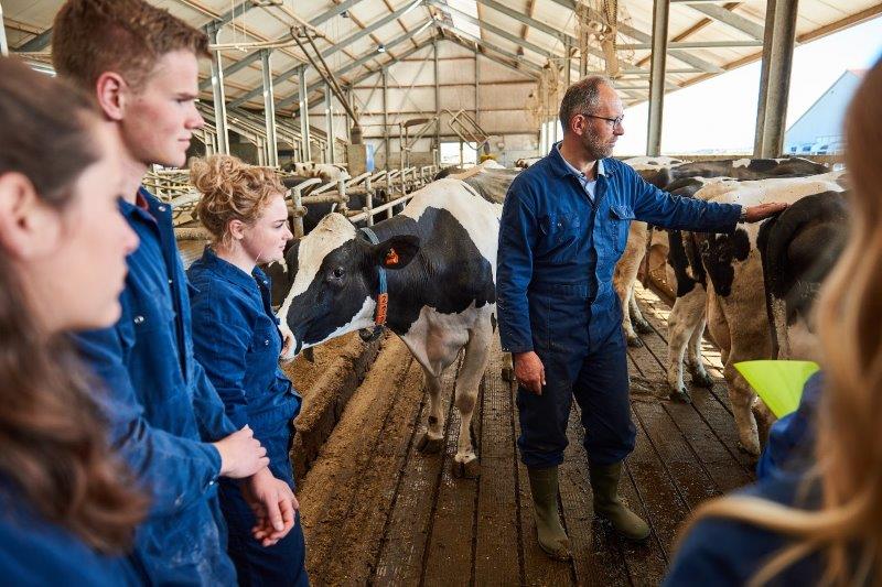 Koe lessituatie melkvee