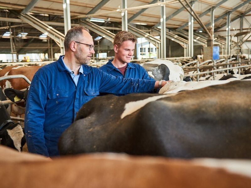 Student krijgt uitleg van docent over veehouderij en koeien in de stal van Aeres Farms