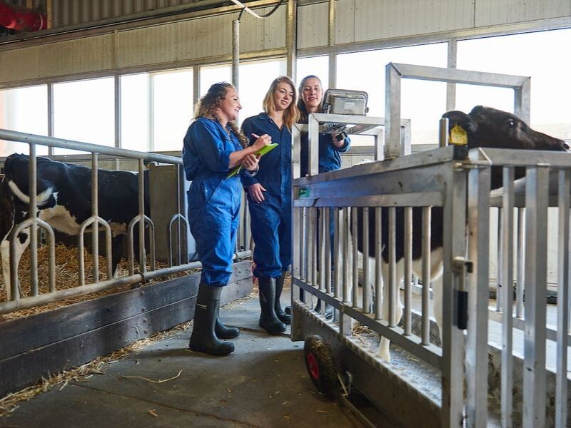studenten onderzoek jongvee stal aeres farms aeres hogeschool dronten