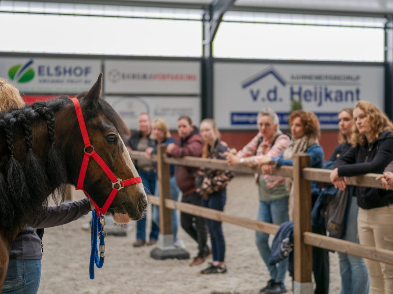 Symposium onderzoek naar welzijn van coach- en therapiepaarden