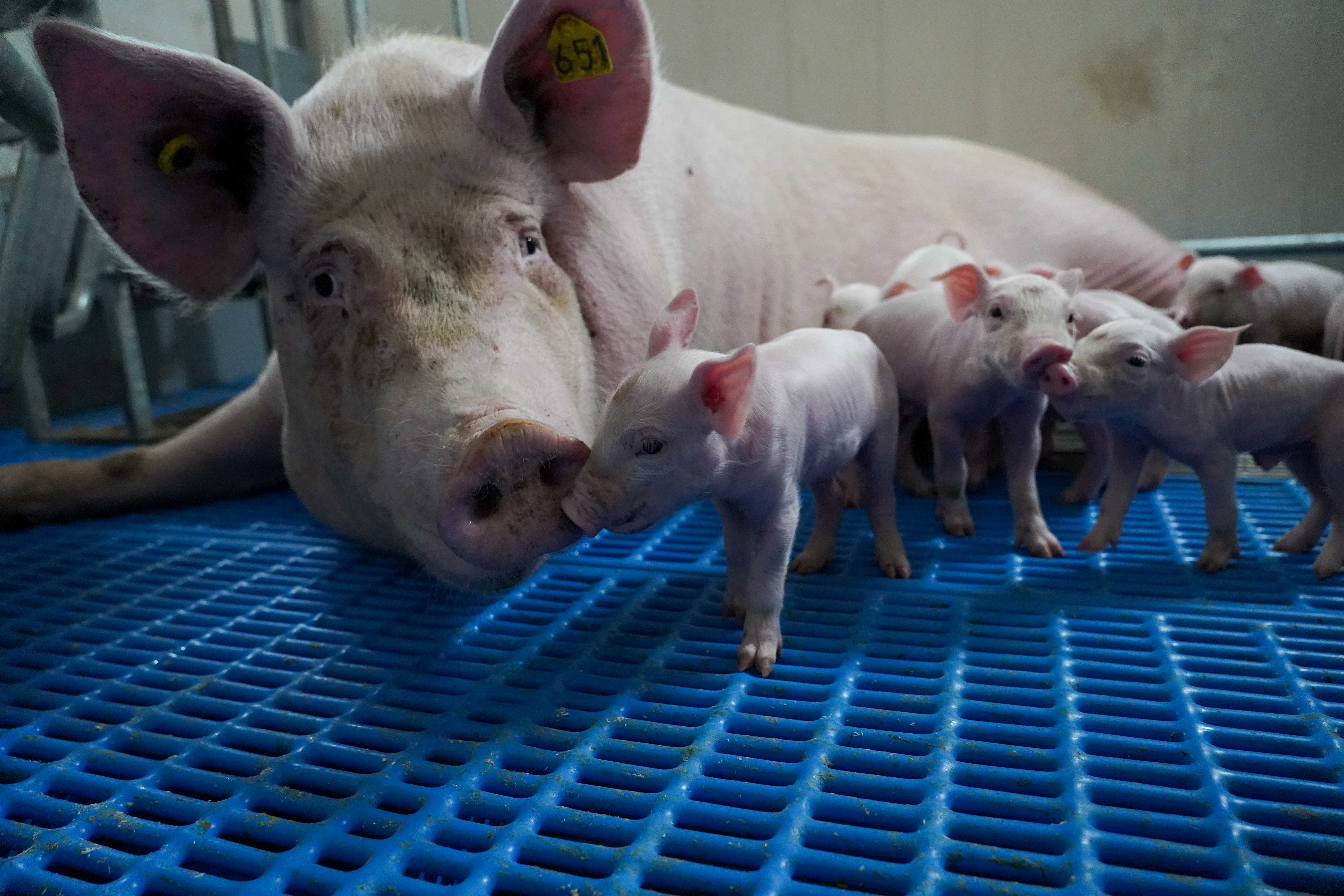 Aeres Hogeschool Dronten Aeres Farms varkensstal WellFarrowing vrijloop kraamhokken