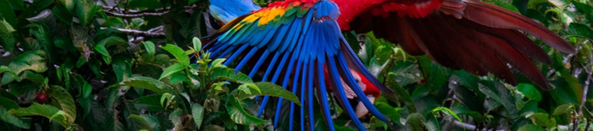 Buitenlandstage Sam COVID-19 terugreis