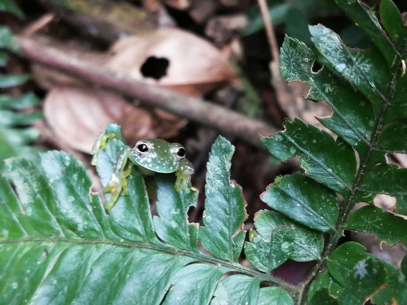 20200511 Buitenlandstage en COVID-19 kikker