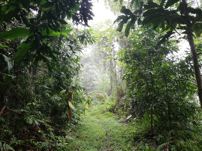 20200511 Buitenlandstage en COVID-19 regenwoud