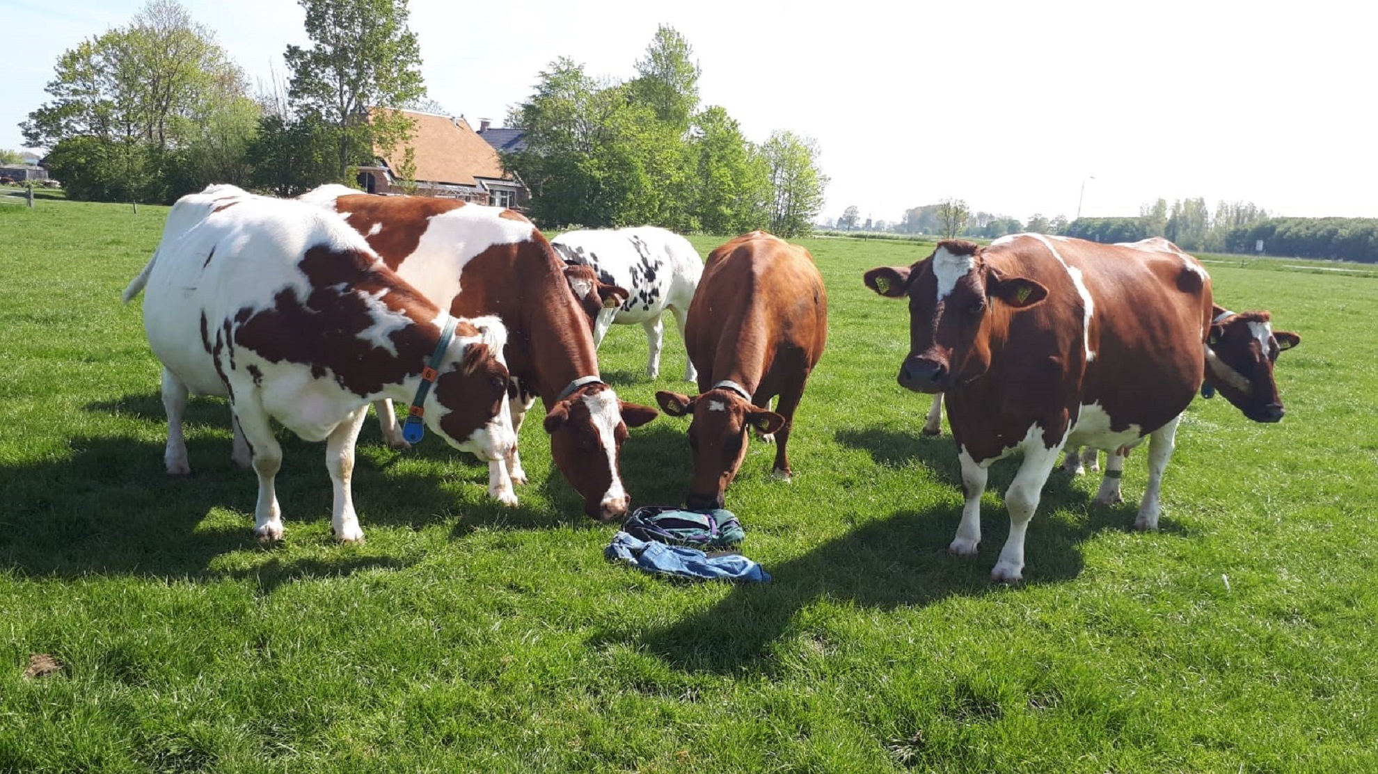 Praktijkonderzoek naar relatie kruidenrijk grasland