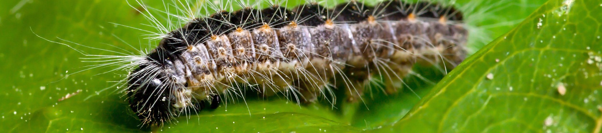 Jetske de Boer doet onderzoek naar plaaginsecten