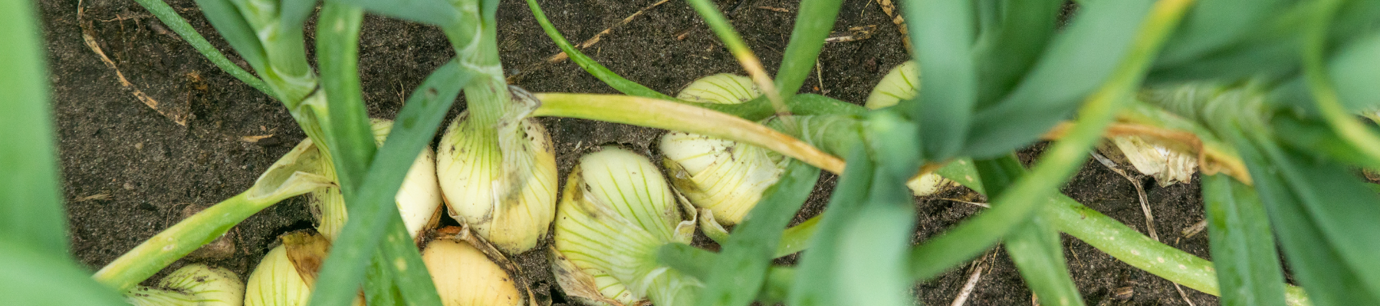 Flevolands POP3-project laat verrassende resultaten zien