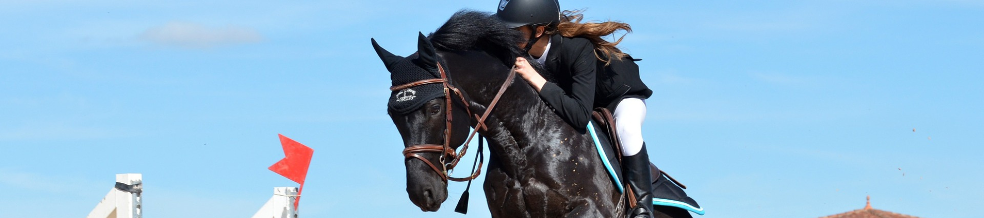 Lector Kathalijne Visser benoemd in paardenwelzijnscommissie mondiale paardensportbond