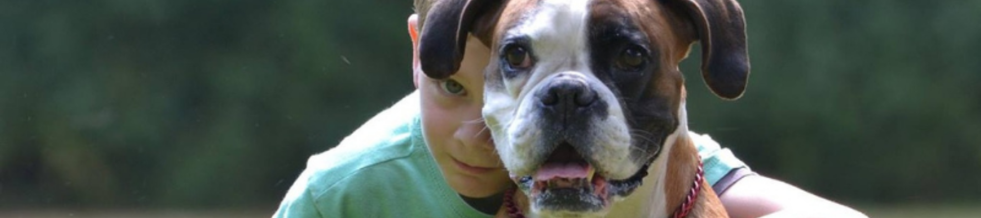 impact dierondersteunde interventies op honden