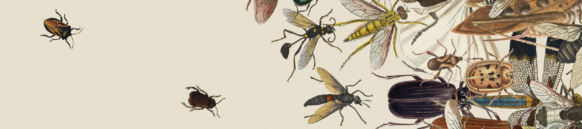 Insecten hebben nu onze hulp nodig in een opwarmende wereld