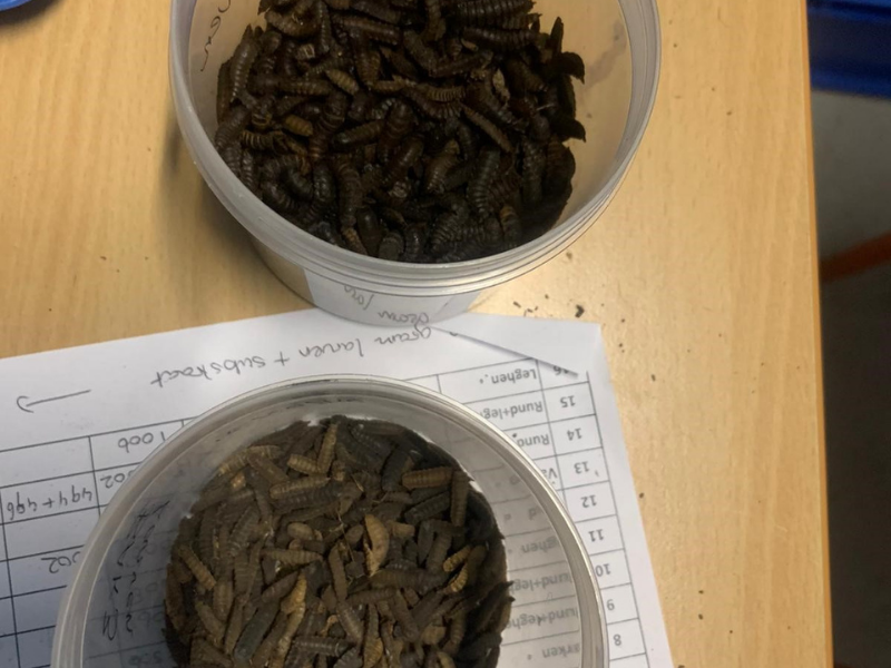 Insecten kunnen mogelijk een rol spelen in stikstofreductie 