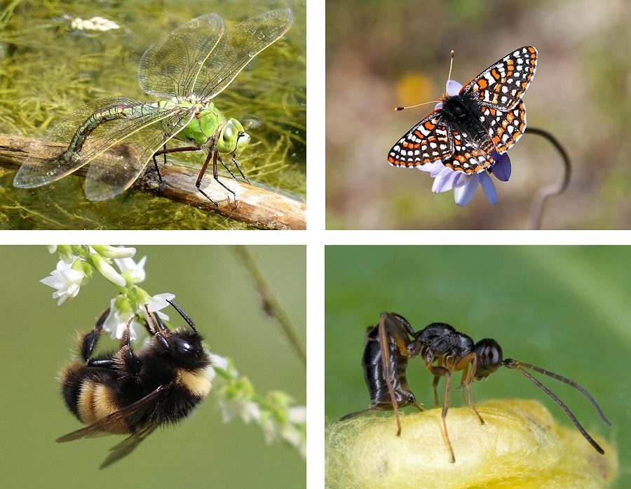 Insecten hebben nu onze hulp nodig in een opwarmende wereld