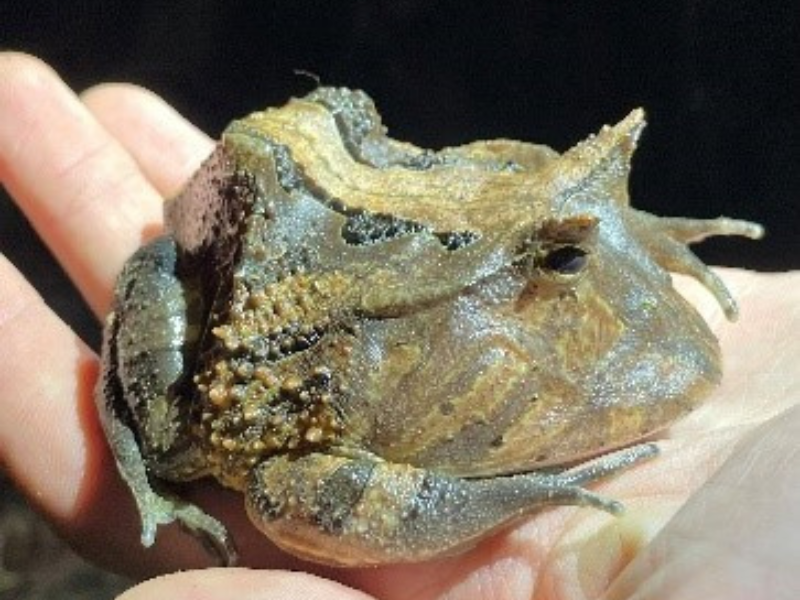 Buitenlandstage Peru Tim Mourits student Toegepaste Biologie Aeres Hogeschool Almere