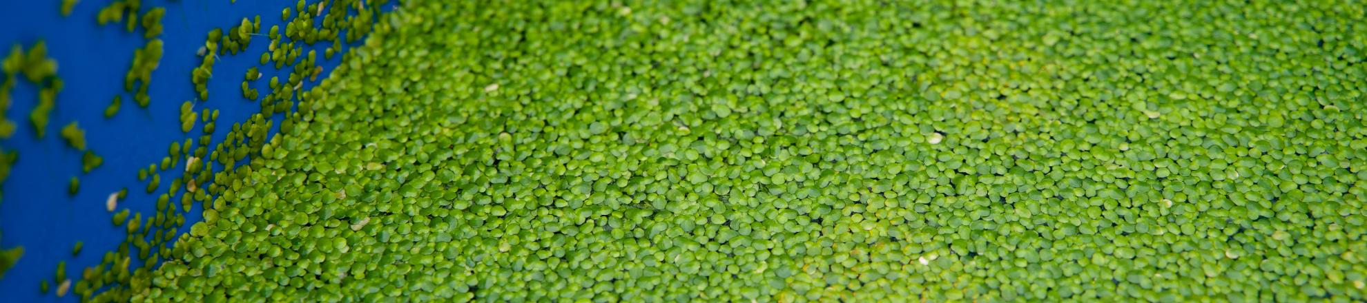 Waterlinzen in proefopstelling voor onderzoek duurzame eiwitten