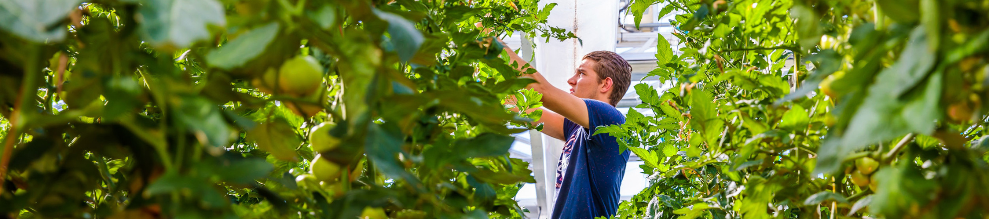 CoE Groen kan 4 jaar verder met praktijkgericht onderzoek  