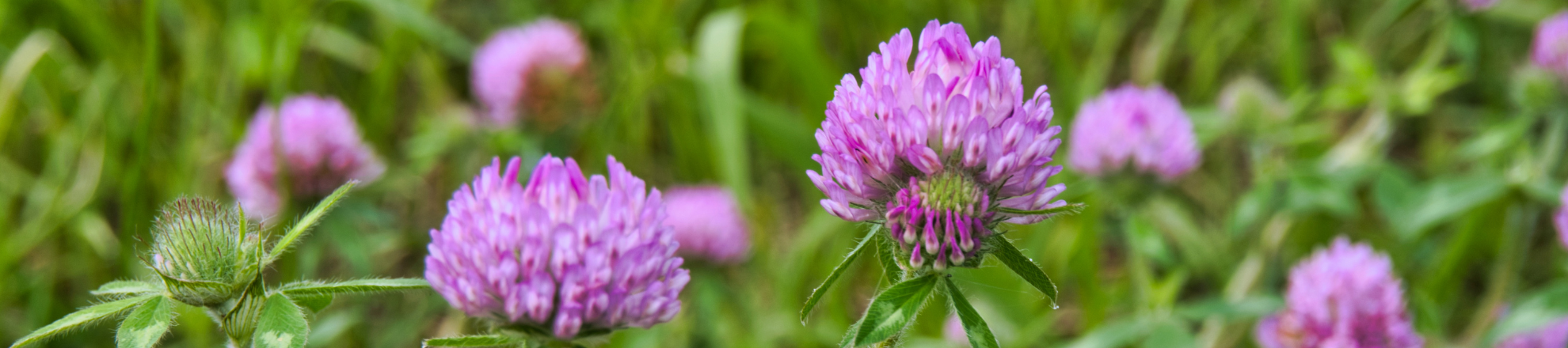 Nieuwe online cursus groenbemesters