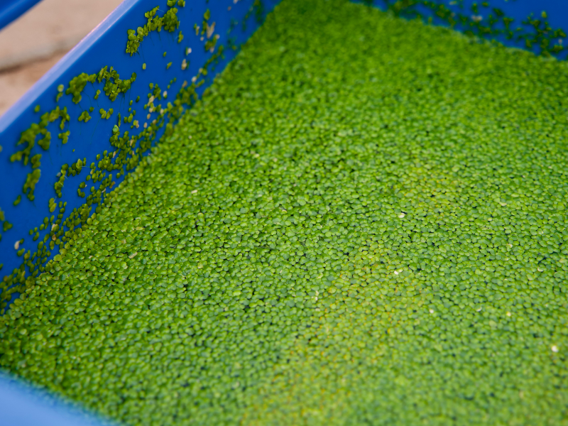 Waterlinzen in proefopstelling voor onderzoek duurzame eiwitten