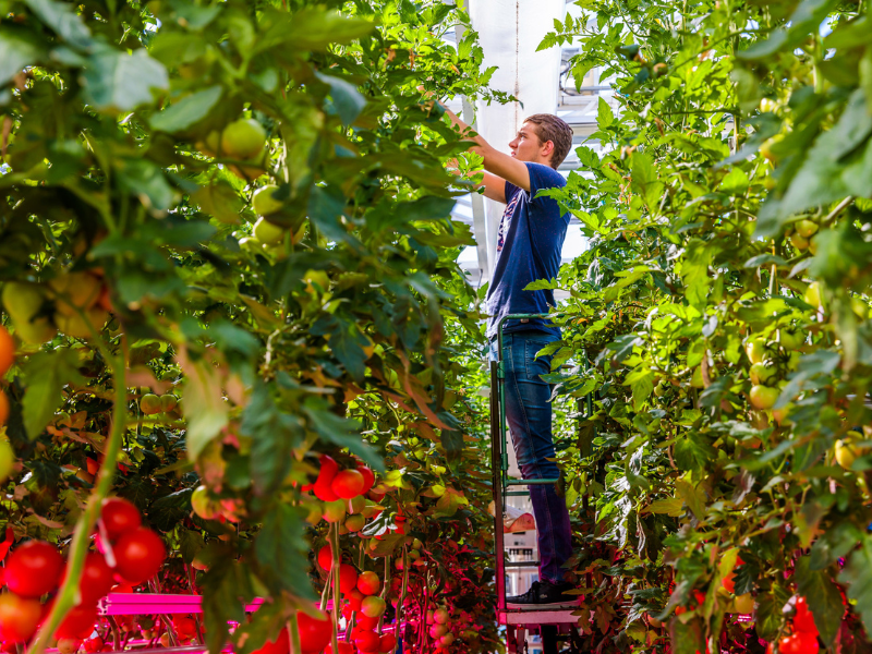 CoE Groen kan 4 jaar verder met praktijkgericht onderzoek  