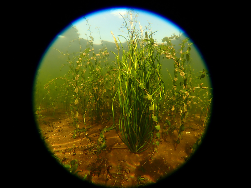 Een beeld gemaakt met de onderwatercamera tijdens het onderzoek, je ziet zeewier en onderwaterleven
