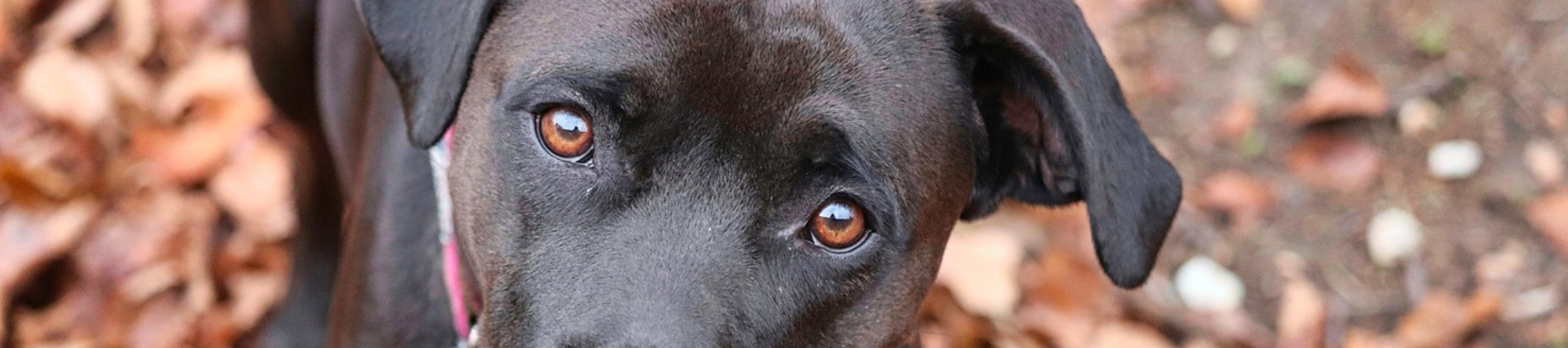 Zwarte hond met bruine ogen kijkt in de camera