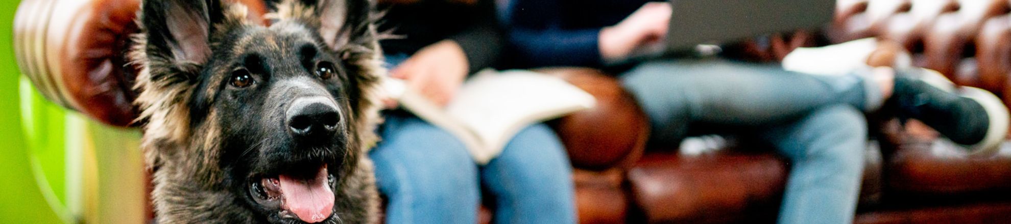 Herdershond met mensen in een huis