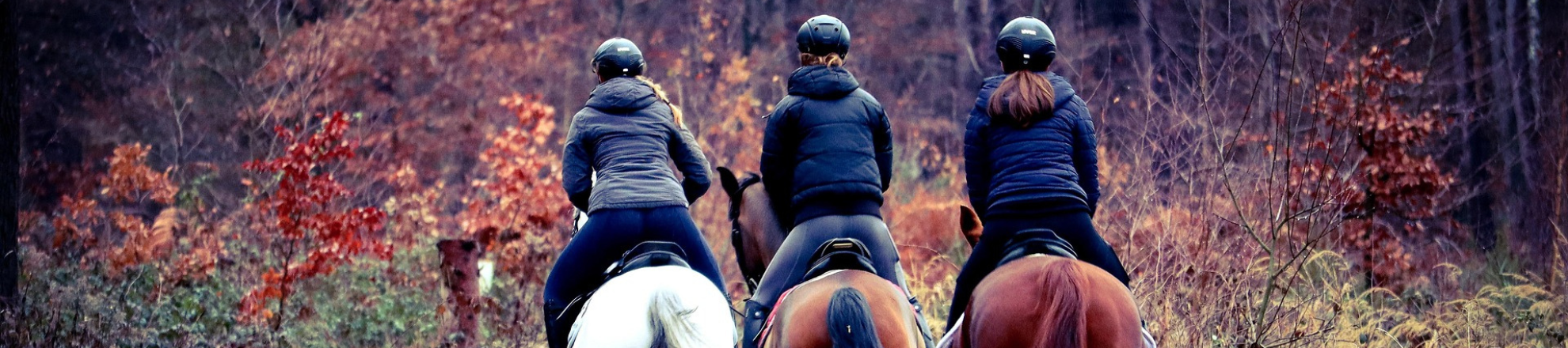 Paarden karakter tot kompas