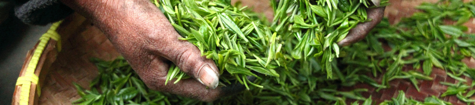 Handen met theeplanten