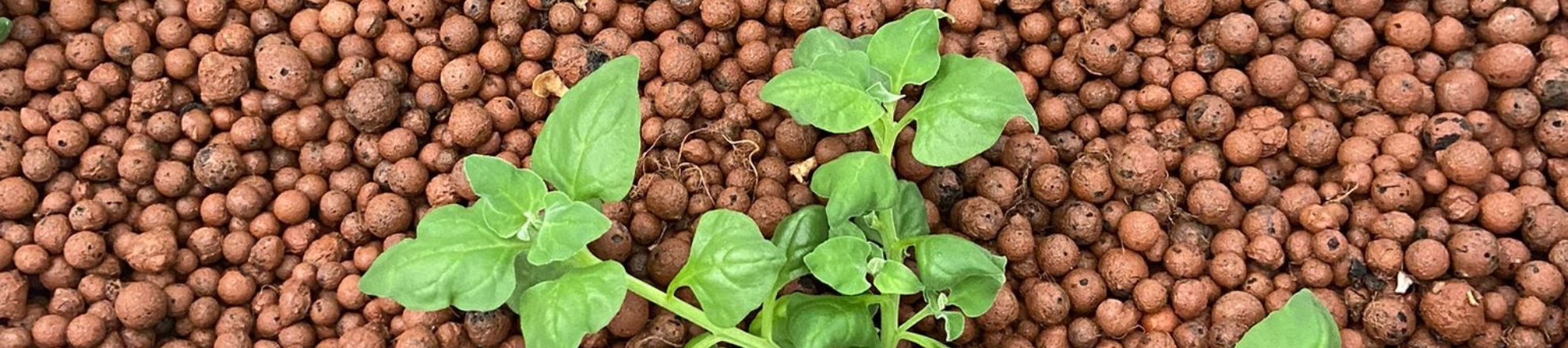 Noordzeegarnalen en Nieuw Zeelandse spinazie