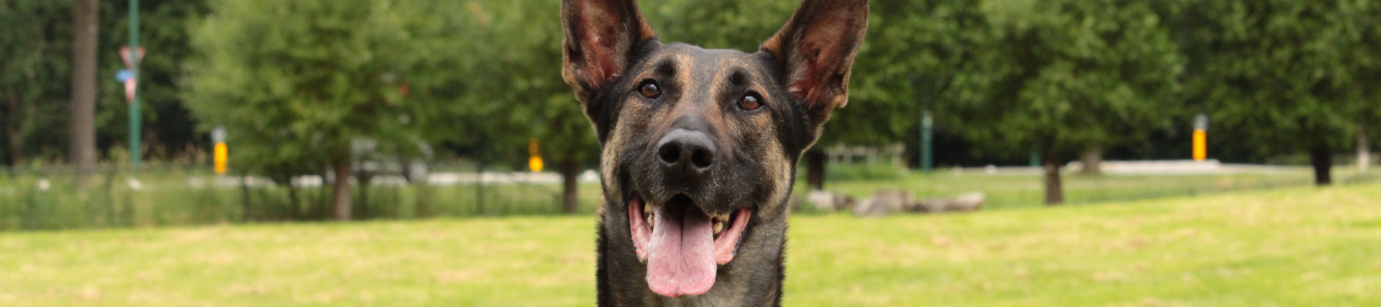 Kennisevent Duurzame diensthond herder buiten
