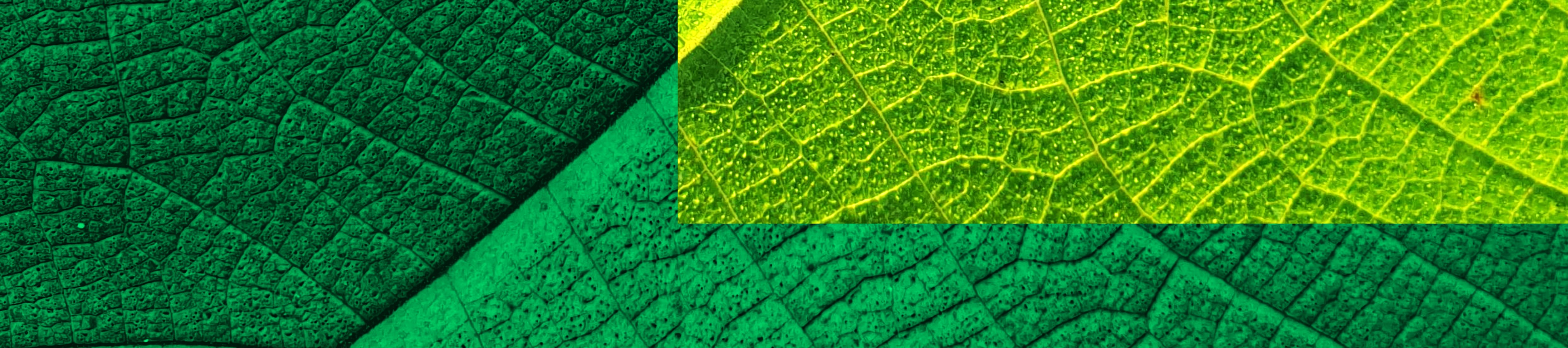 header groen podcast