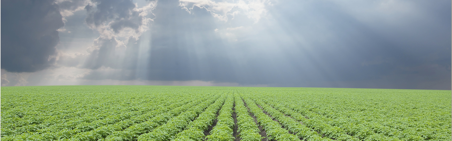 Lectoraat Aardappelketen en sectorinnovatie