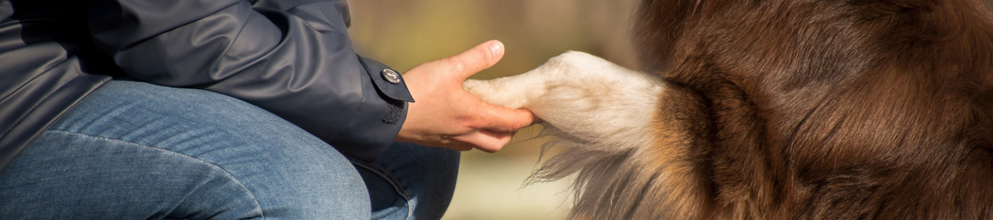 Animal Assisted Intervetions