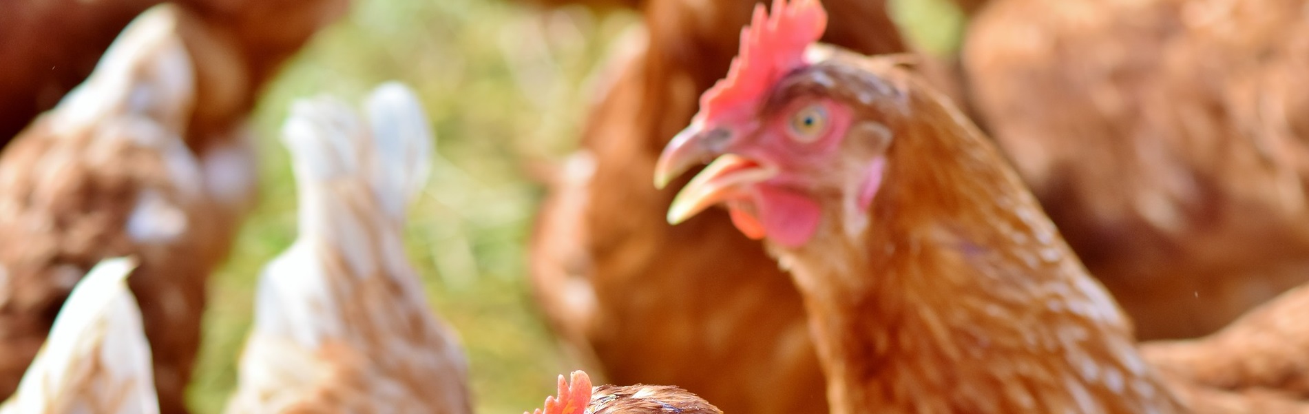 Gezonde Pluimveehouderij