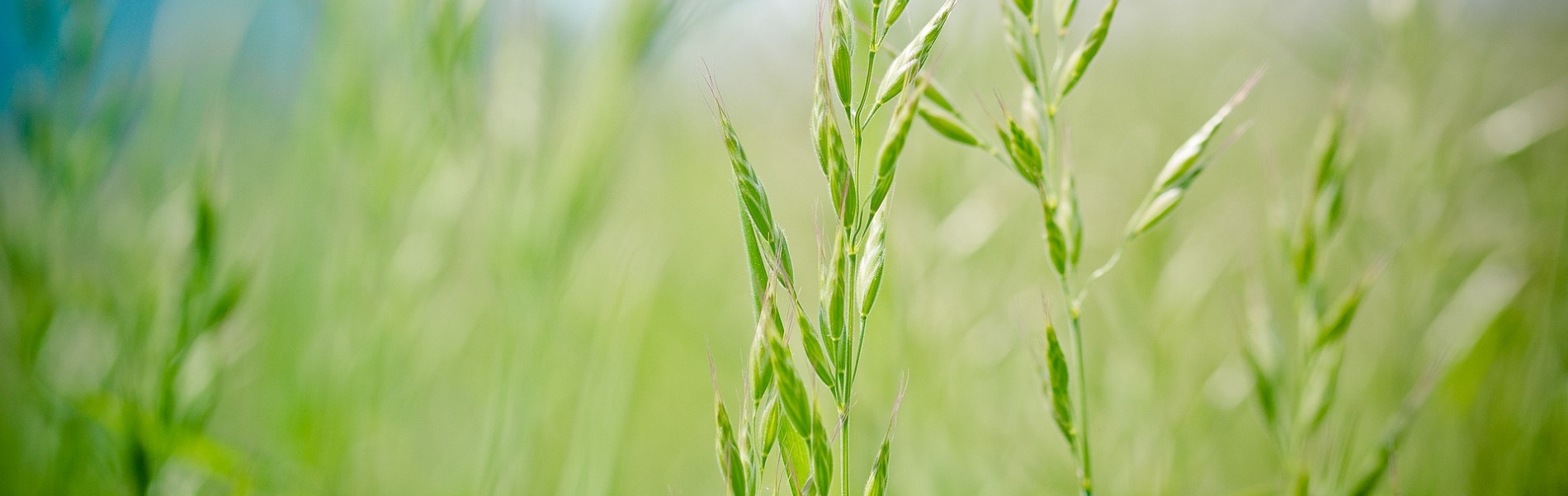 Lectoraat Grasland en Beweiding