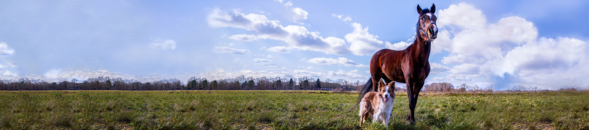 Human animal interactions