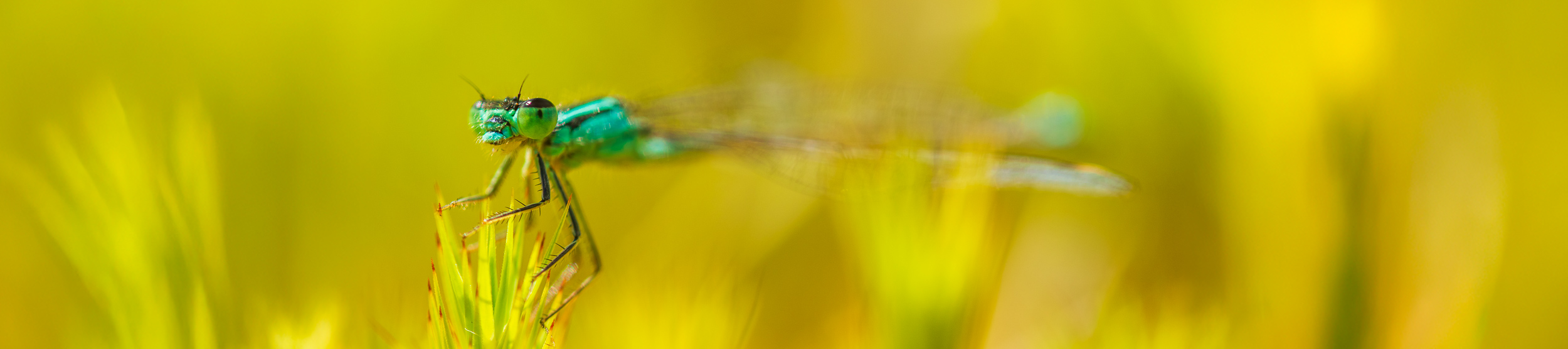 Libelle van dichtbij gefotografeerd zit op een plant