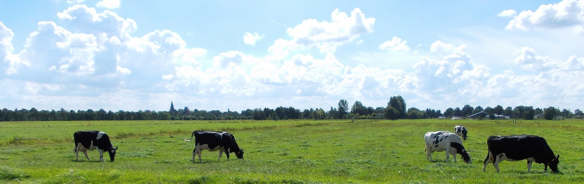 Lectoraat Management van rundergezondheid
