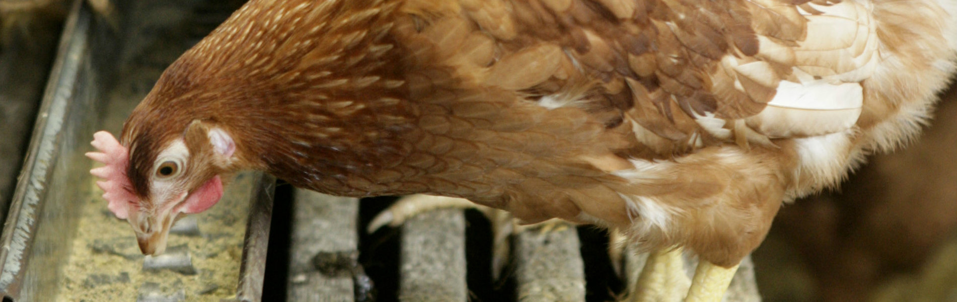 Lectoraat Precisievoeding en duurzame pluimveehouderij