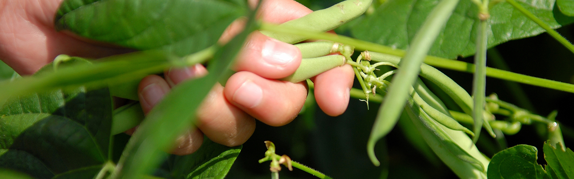 Lectoraat Voedsel en gezond leven