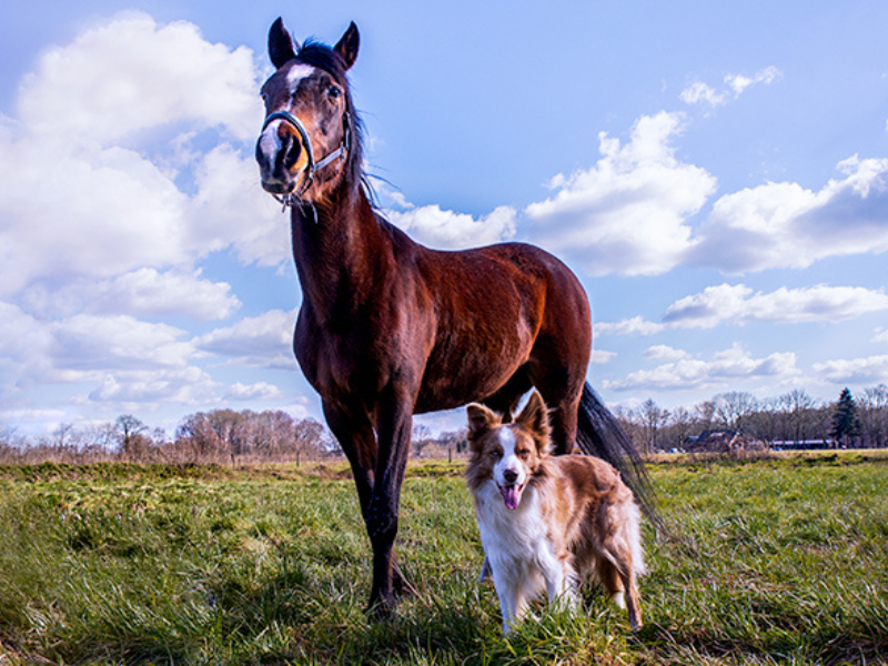 Human animal interactions