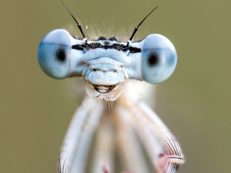 Close up foto van insect
