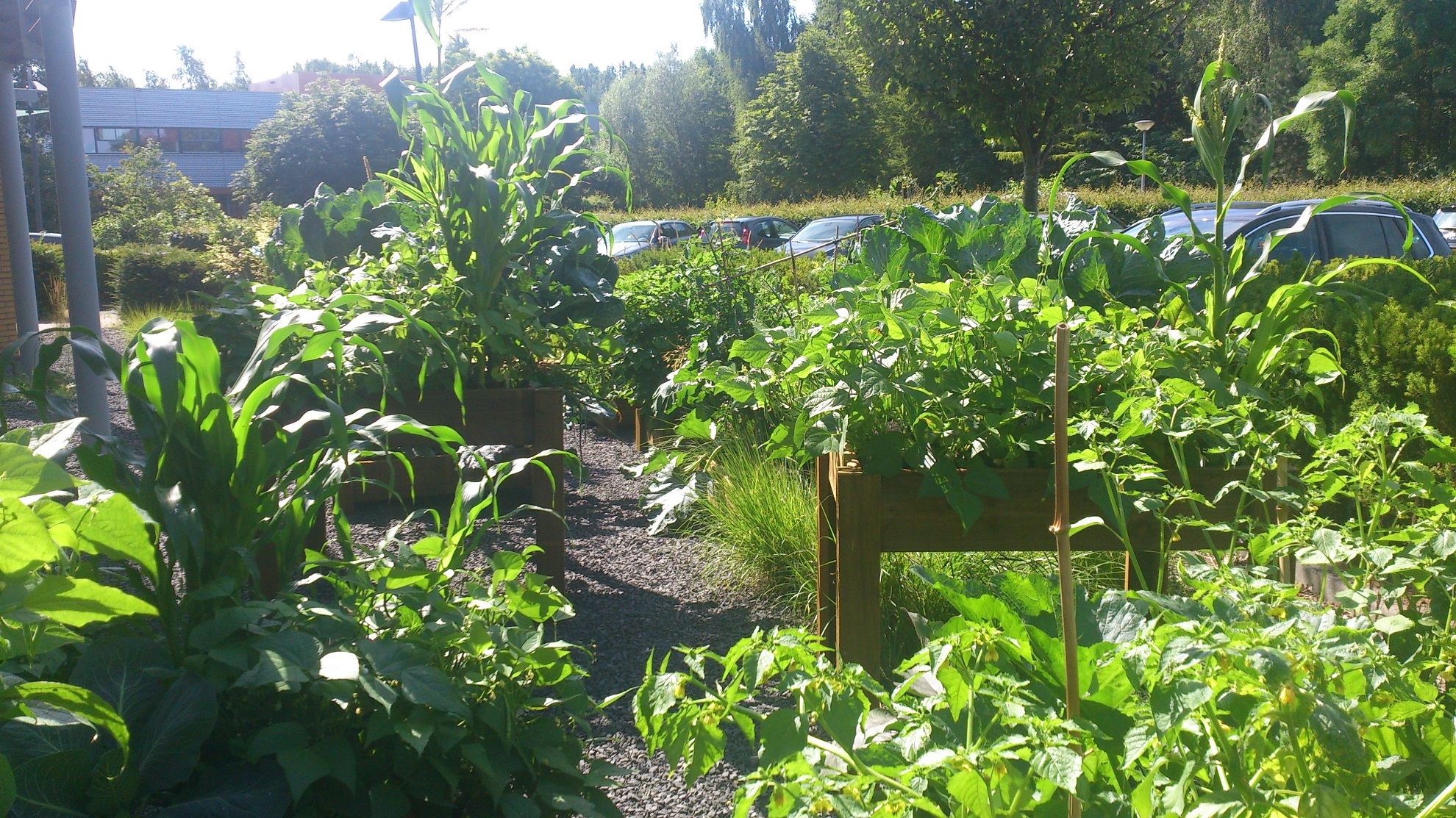 Stedelijke voedselvraagstukken