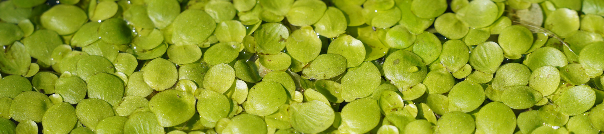 Project Eendje meer: Duurzame eiwitten uit waterlinzen