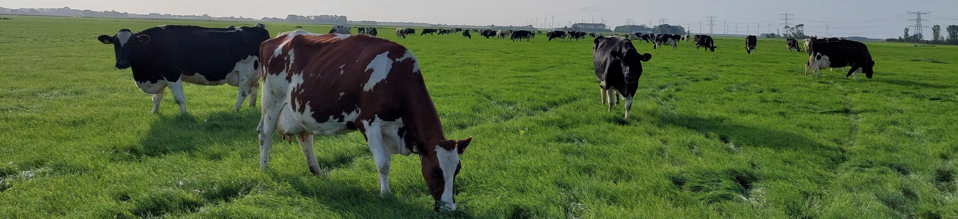 lectoraat grasland en beweiding