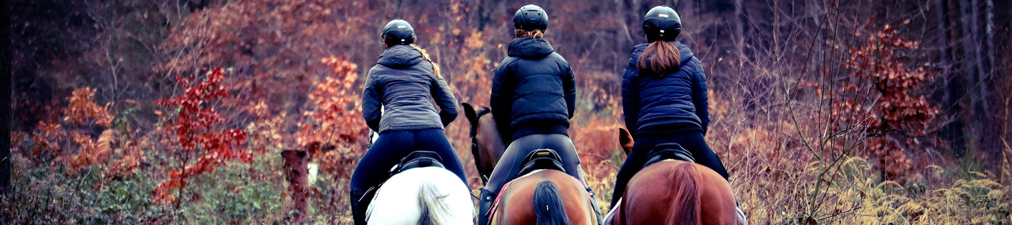 3 ruiters op paarden op een bospad