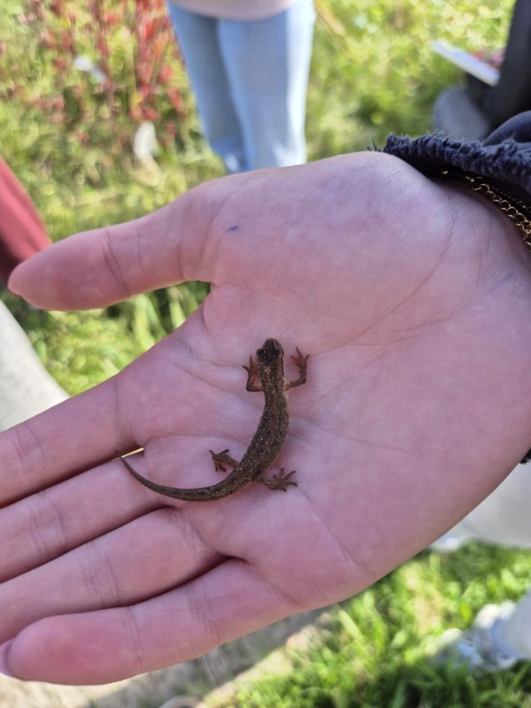 Biodiversiteitsboost salamander