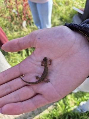 Biodiversiteitsboost salamander