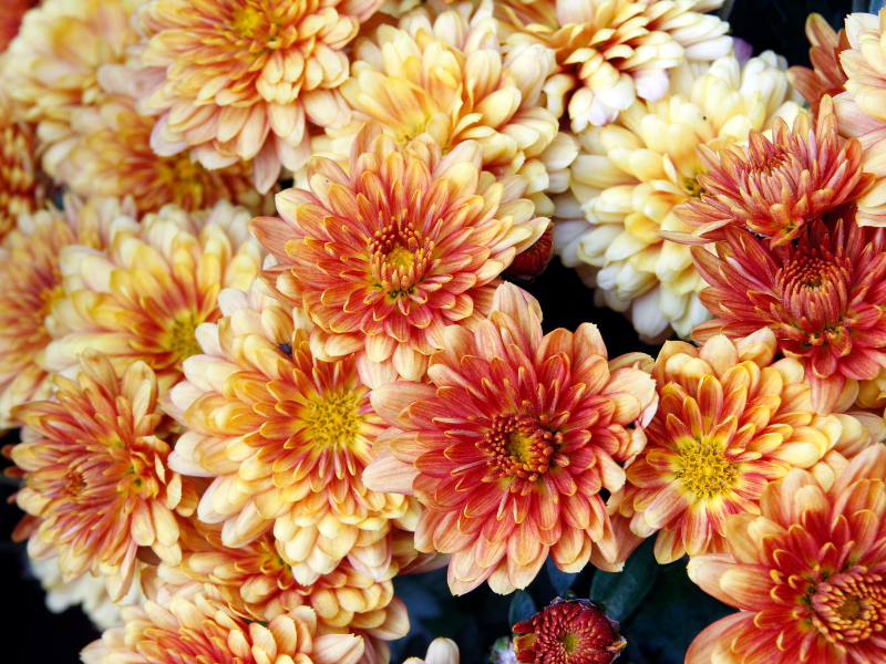 CropXR tripresistentie in Chrysant